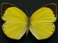 Eurema herla - Adult